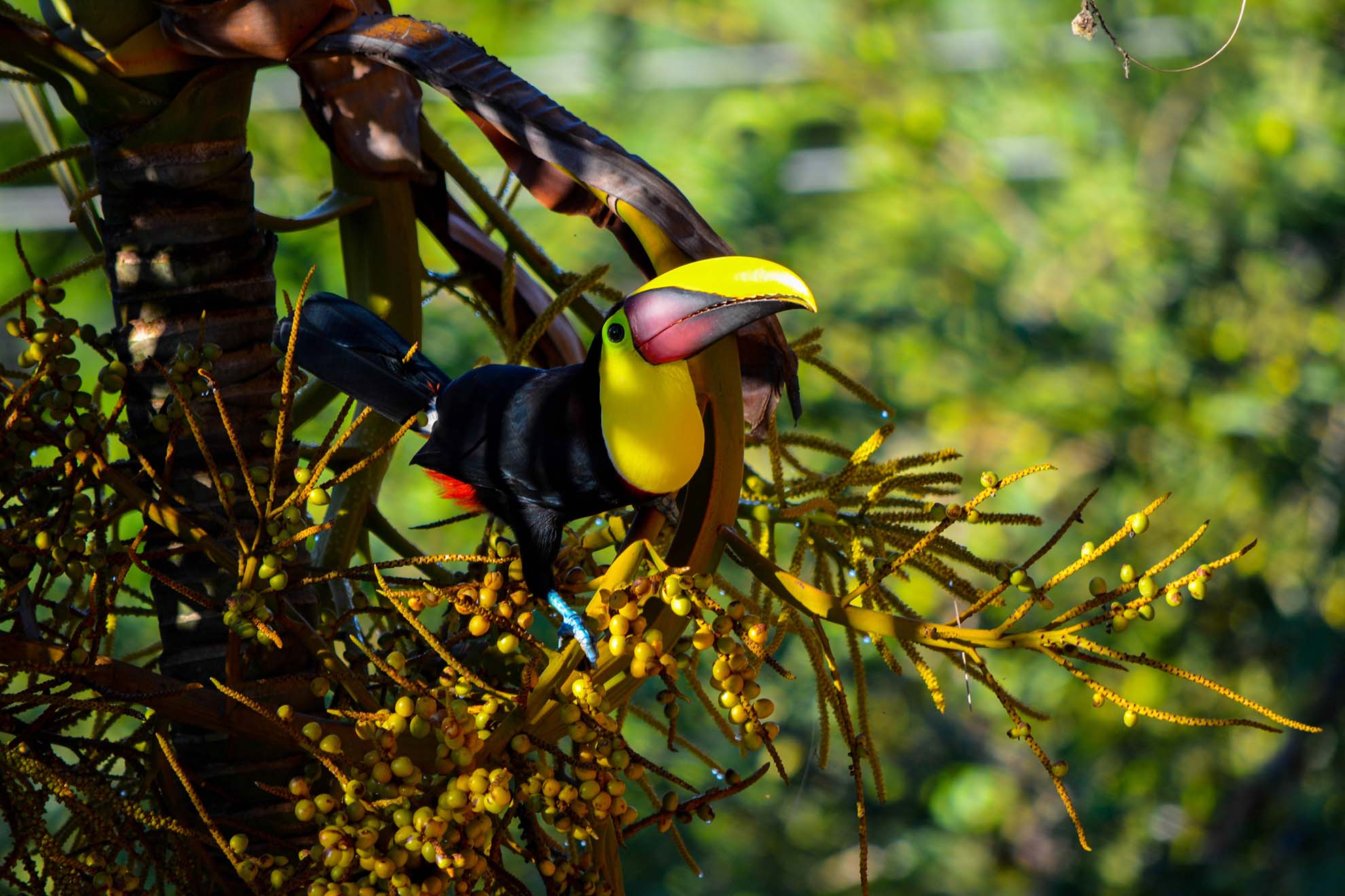 Toucan in Herradura, Costa Rica